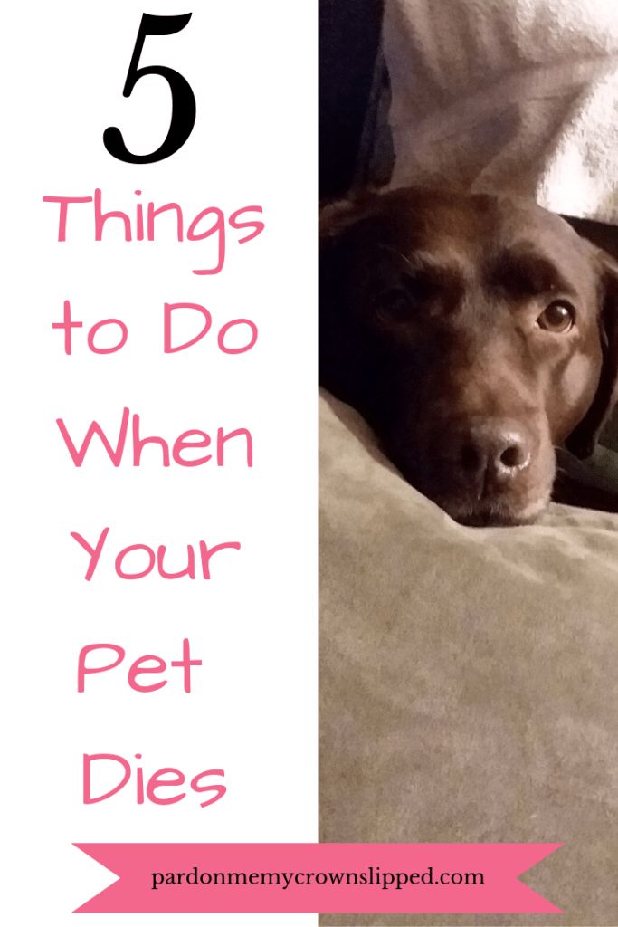 a brown dog laying on top of a bed next to a white blanket with the words 5 things to do when your pet dies