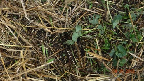 the grass is covered with dirt and weeds