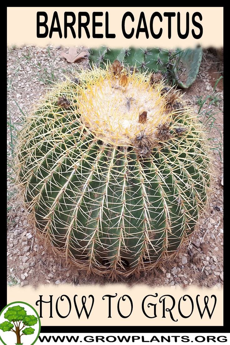 a large cactus with the words barrel cactus how to grow on it's side