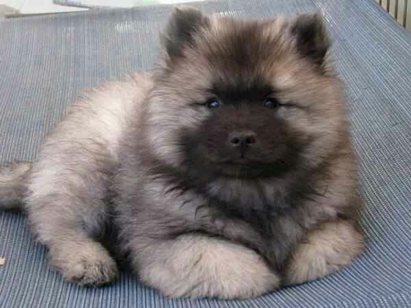 a fluffy brown dog laying on top of a bed