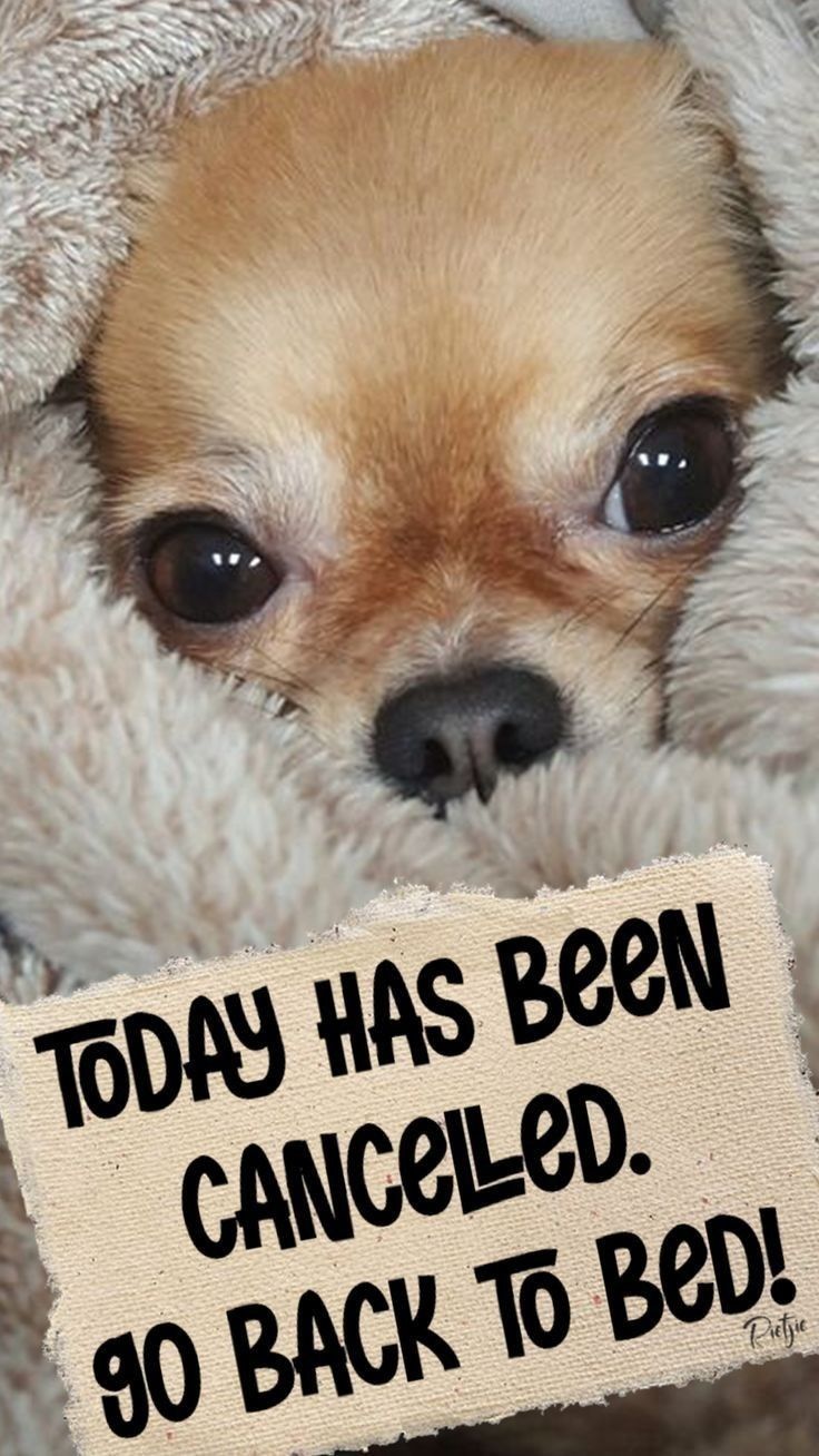 a small dog is wrapped in a blanket and has a sign that says today has been called 90 back to bed