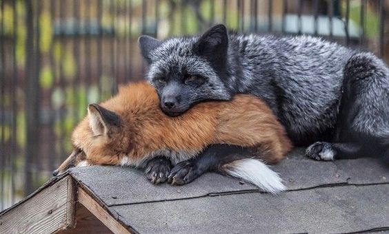 two foxes cuddling on top of each other