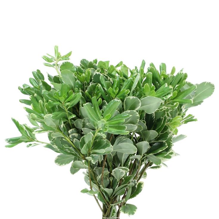 a potted plant with green leaves on a white background