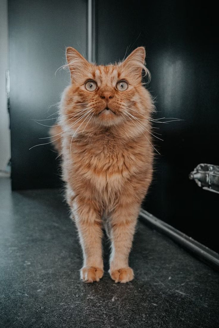 an orange cat standing on top of a kitchen floor