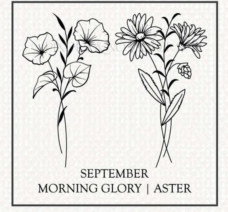 two flowers with the words, november morning glory and aster