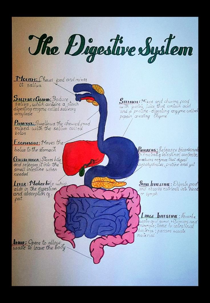 an image of the digest system on a paper sheet that is labeled in different colors