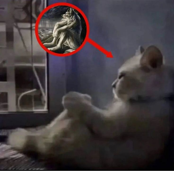 a white cat sitting on top of a bed next to a window with an image of a woman