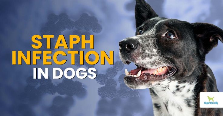 Staphylococcus is a bacteria that lives naturally on your dog's skin. But irritations or wounds can lead to more serious staph infection in dogs ... Rash On Dogs Belly, Dog Red Itchy Skin, Help Dogs Itchy Skin, Histiocytoma In Dogs, Giardia In Dogs, Antimicrobial Resistance, Weak Immune System, Toxic Cleaning Products, Natural Antibiotics