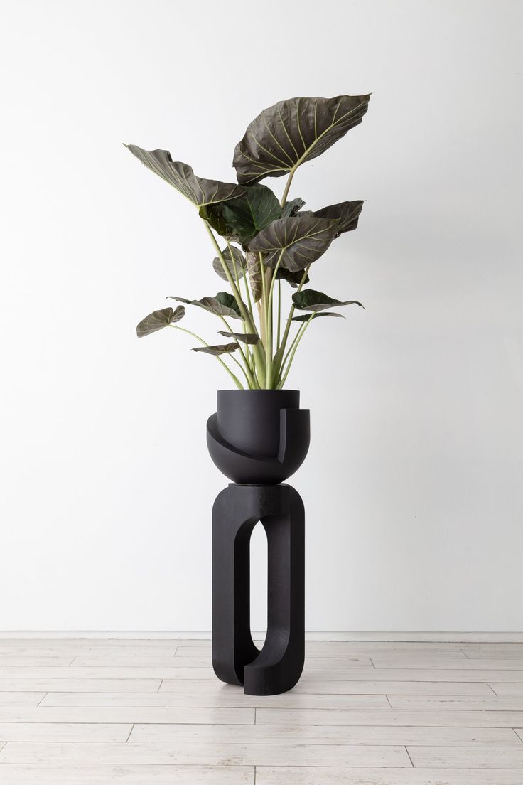 a plant in a black vase on the floor