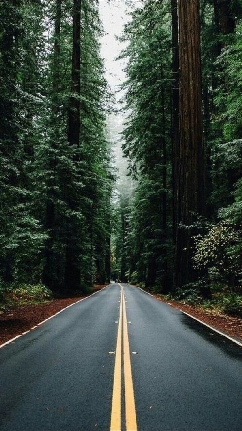 an empty road surrounded by tall trees in the middle of the forest with no one on it