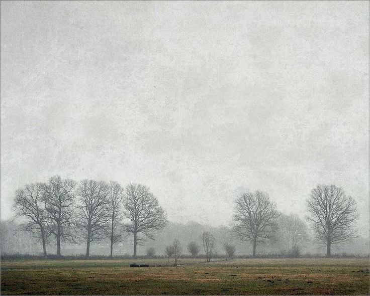 trees are in the distance on a foggy day