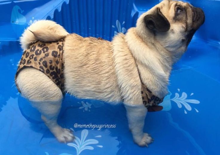 a small pug dog standing on top of a blue pool