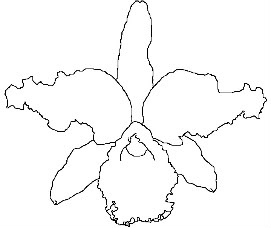 the outline of a flower on a white background