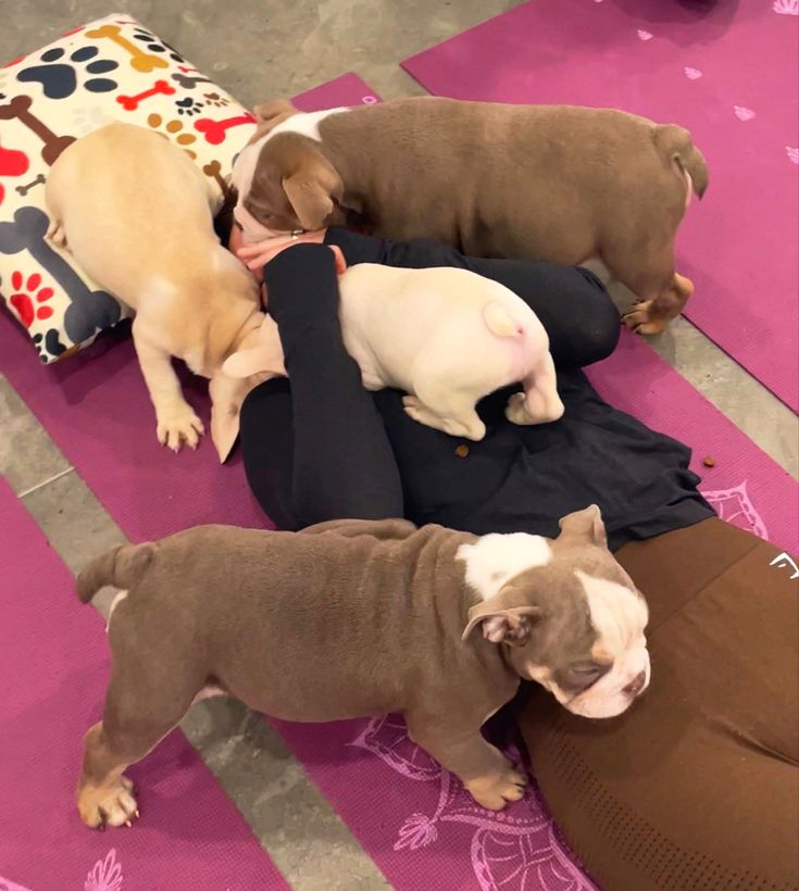 four dogs are huddled together on a pink yoga mat, one is brown and the other is white