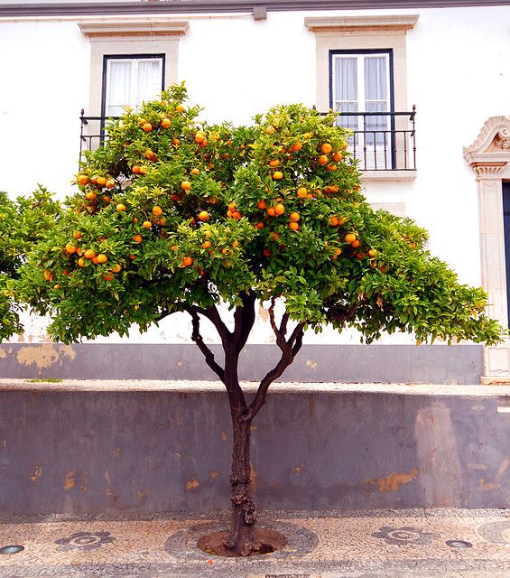 an orange tree in front of a white building