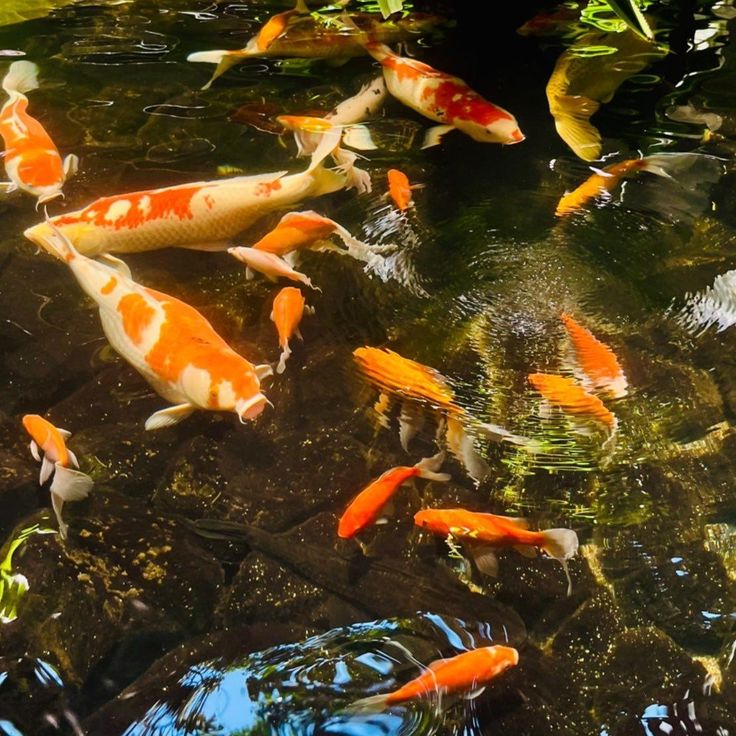 many orange and white koi fish in a pond