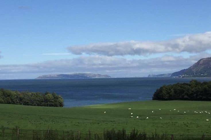 sheep graze on the green grass by the ocean