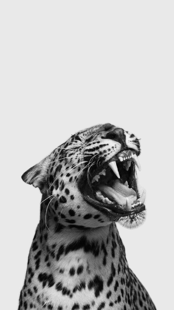 a black and white photo of a cheetah yawning with its mouth open