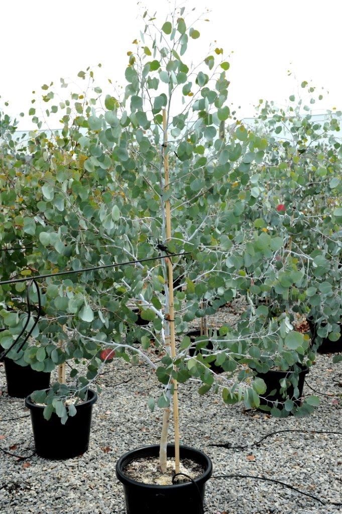 a small tree in a black pot on top of a gravel ground next to other plants