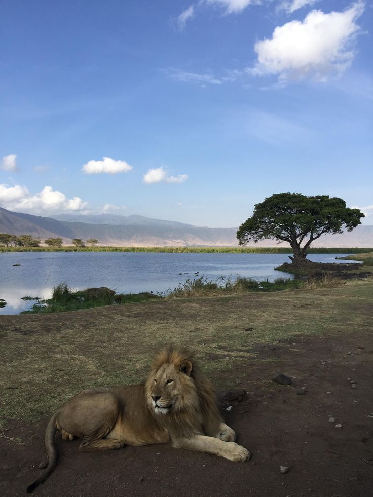 a large lion laying on top of a dirt field next to a body of water