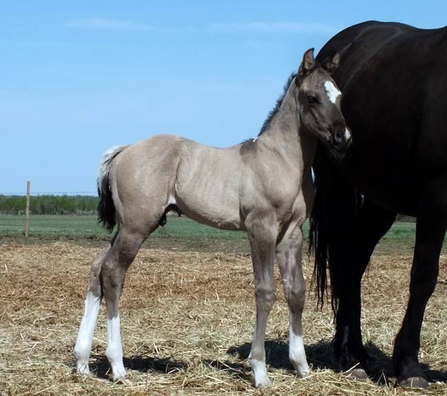 two horses standing next to each other on top of a dry grass field with blue sky in the background