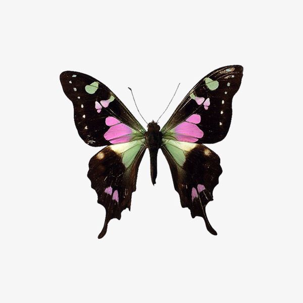 a black and pink butterfly with green spots on it's wings, flying in the air