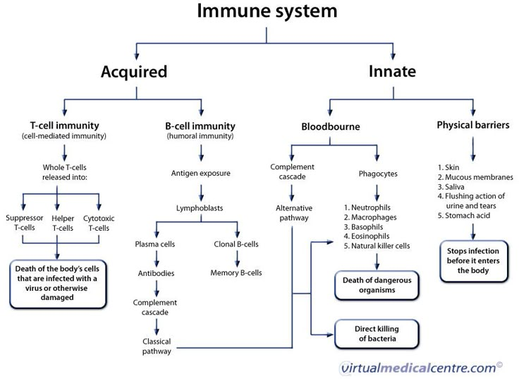 the structure of an immune system in which there are two different types of immunes