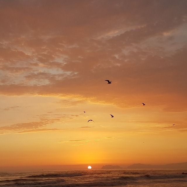 birds flying over the ocean at sunset