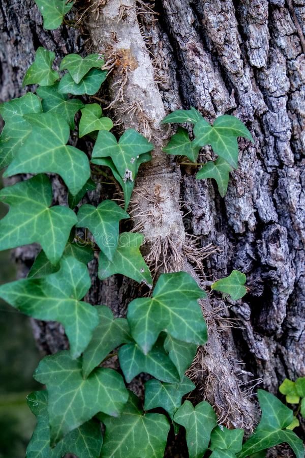 ivy growing up the side of a tree trunk with green leaves and roots on it