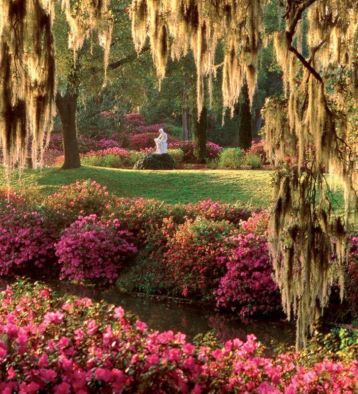 a garden filled with lots of pink flowers and lush green trees covered in spanish moss