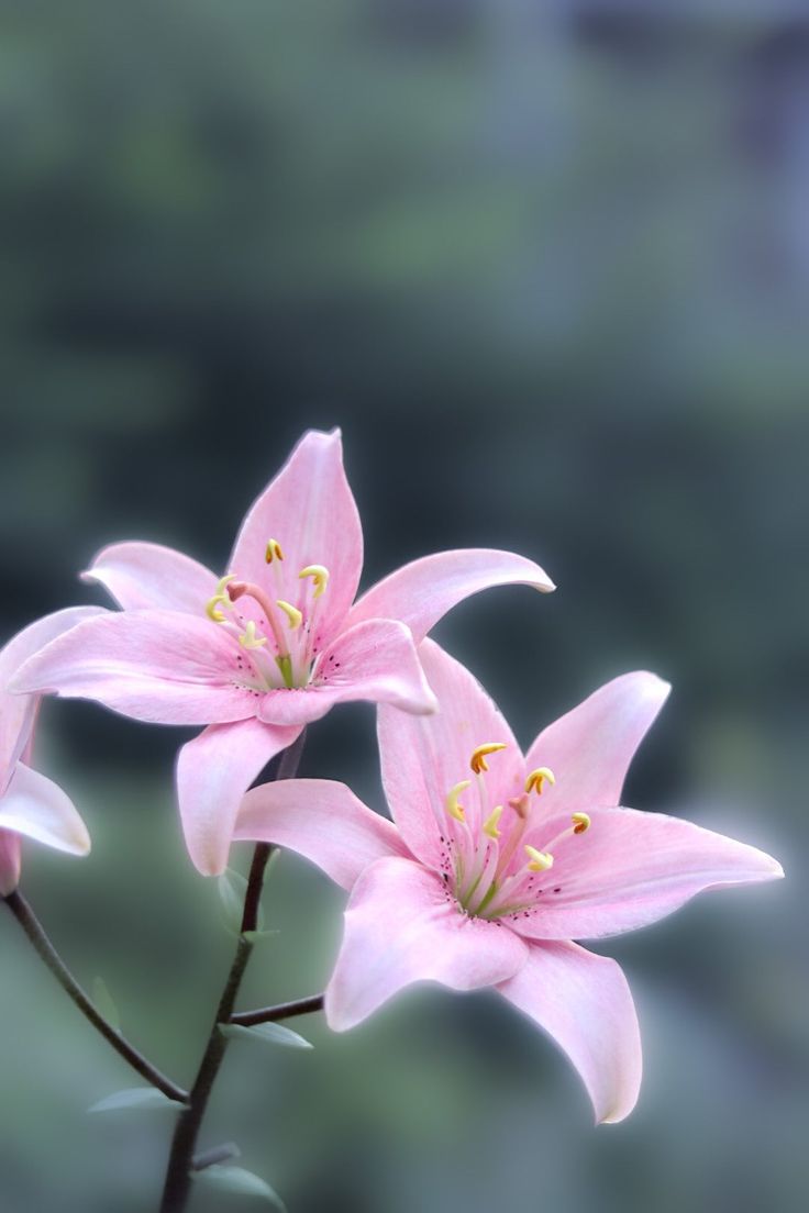 two pink flowers with yellow stamens in front of a blurry green background