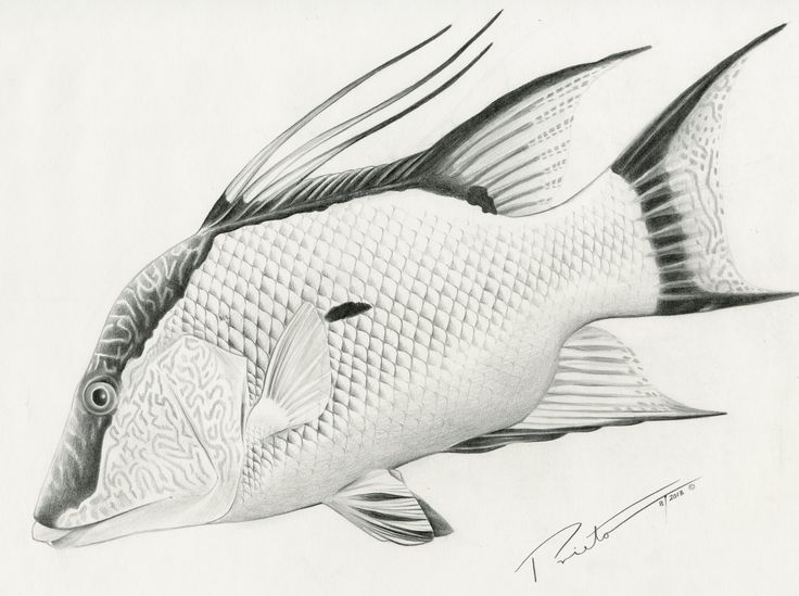 this is a pencil drawing of a fish