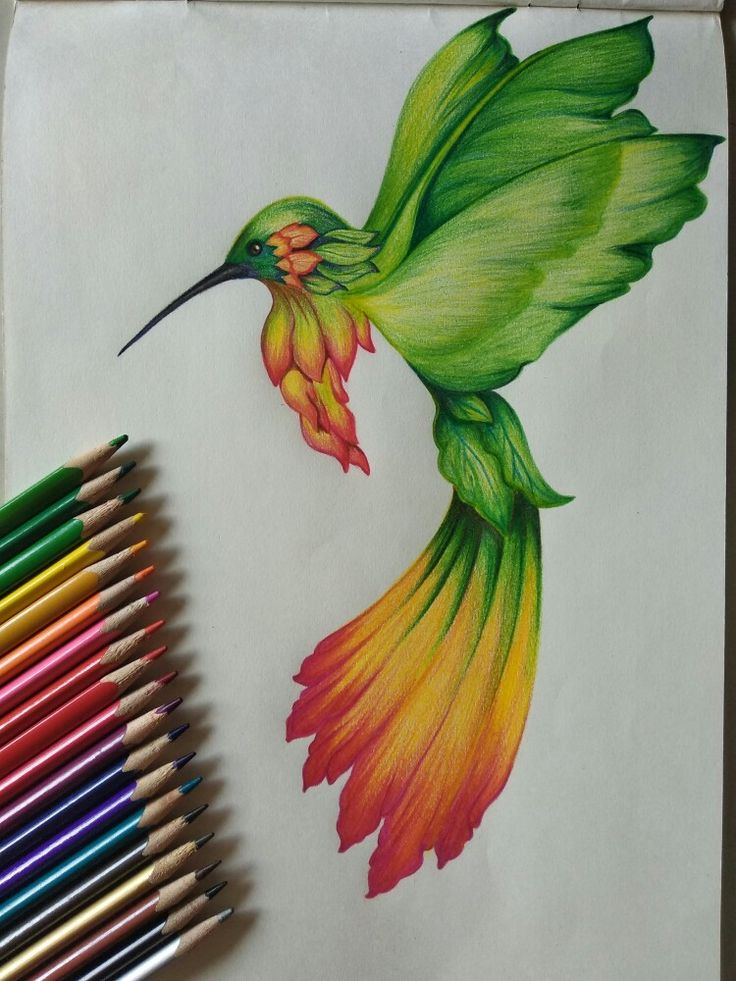 a drawing of a hummingbird with colored pencils next to it