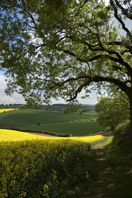 a dirt road that is surrounded by trees and yellow flowers on the side of it