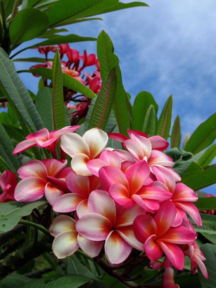 pink and white flowers with green leaves in the foreground against a bright blue sky