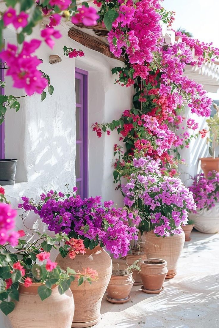 many potted flowers line the side of a building with purple and pink flowers growing on it