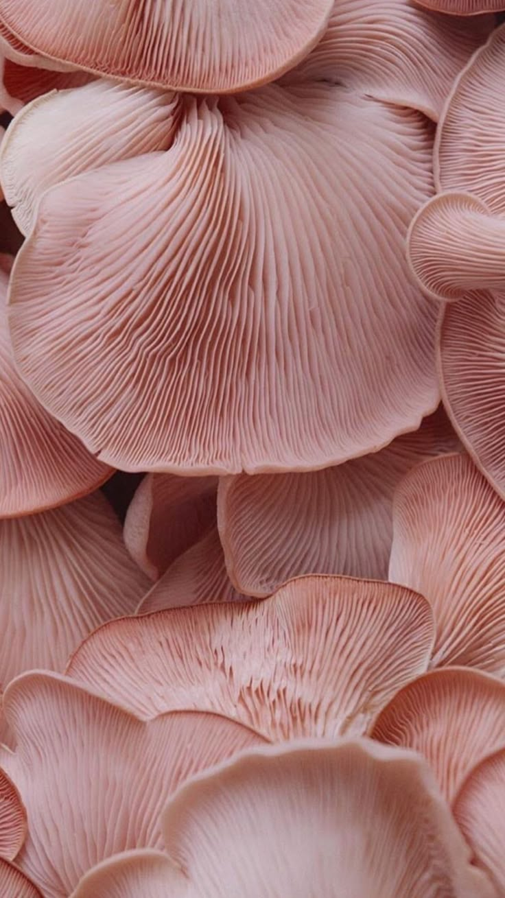 close up view of pink mushrooms growing on the ground