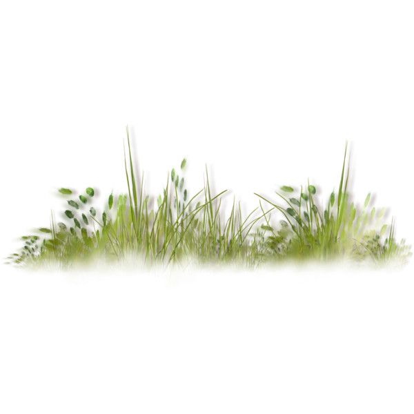 some green grass on a white background