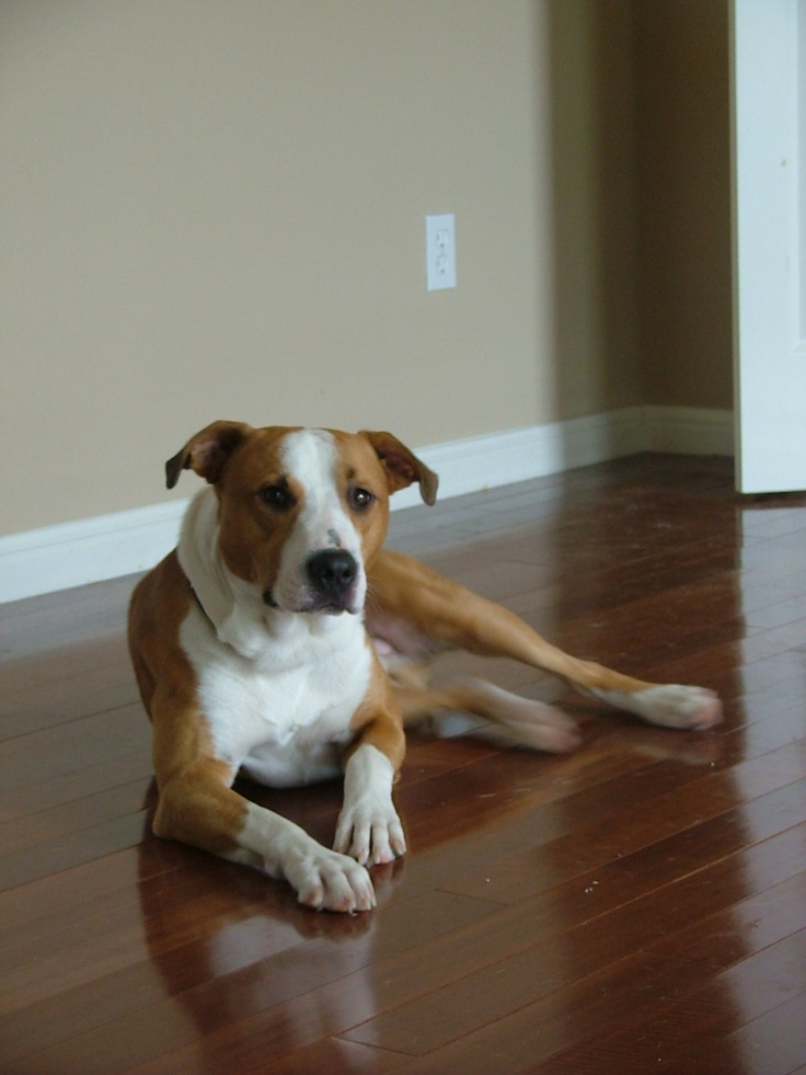 a brown and white dog laying on top of a hard wood floor