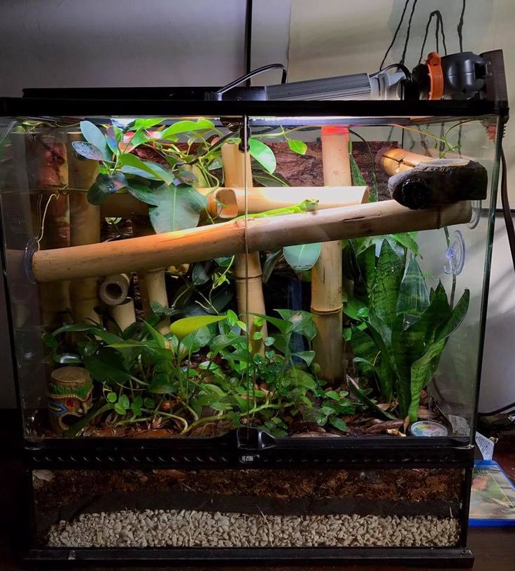 an aquarium filled with plants and bamboo sticks