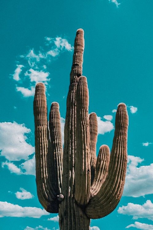 a large cactus standing in front of a blue sky with white clouds and some green grass