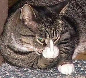 a cat is laying down on the floor next to a wooden cabinet and scratching its paw