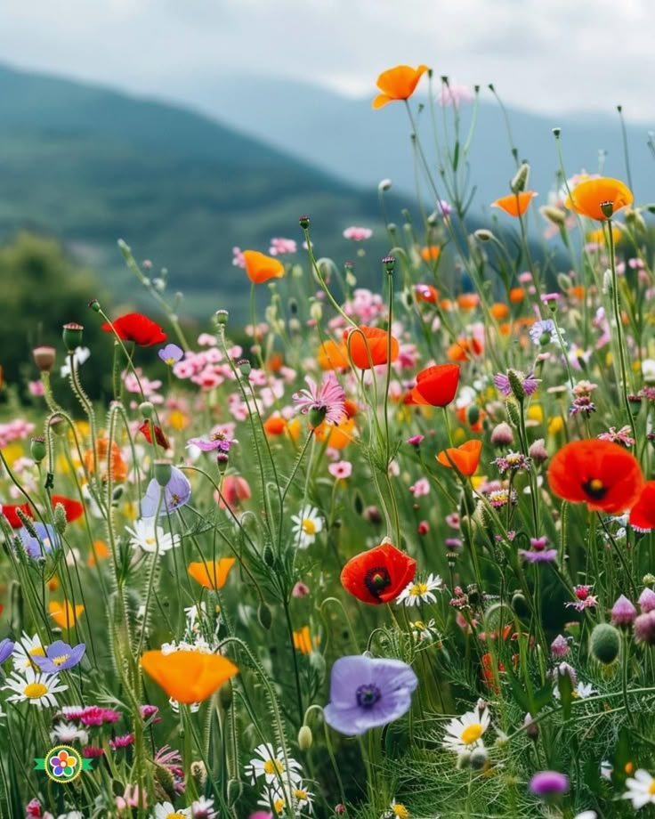 a field full of colorful flowers with mountains in the background