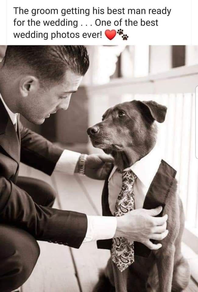 a man in a suit petting a dog wearing a tie and vest on his lap