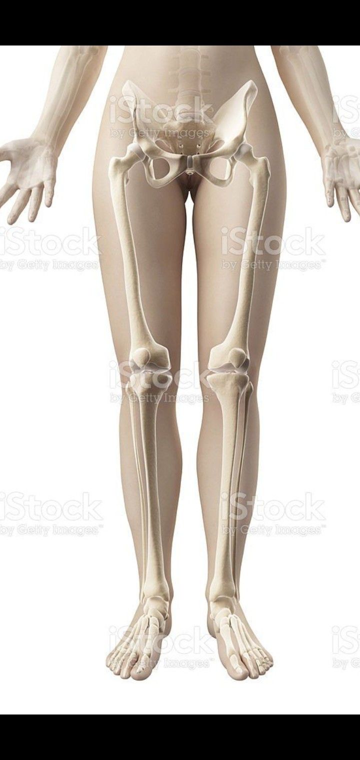 the human skeleton showing the lower limb and upper limbs royalty - fotor stock photo