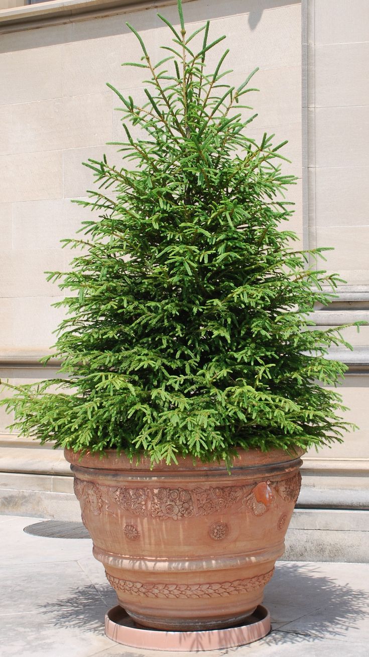 a potted plant sitting on top of a cement floor next to a building wall