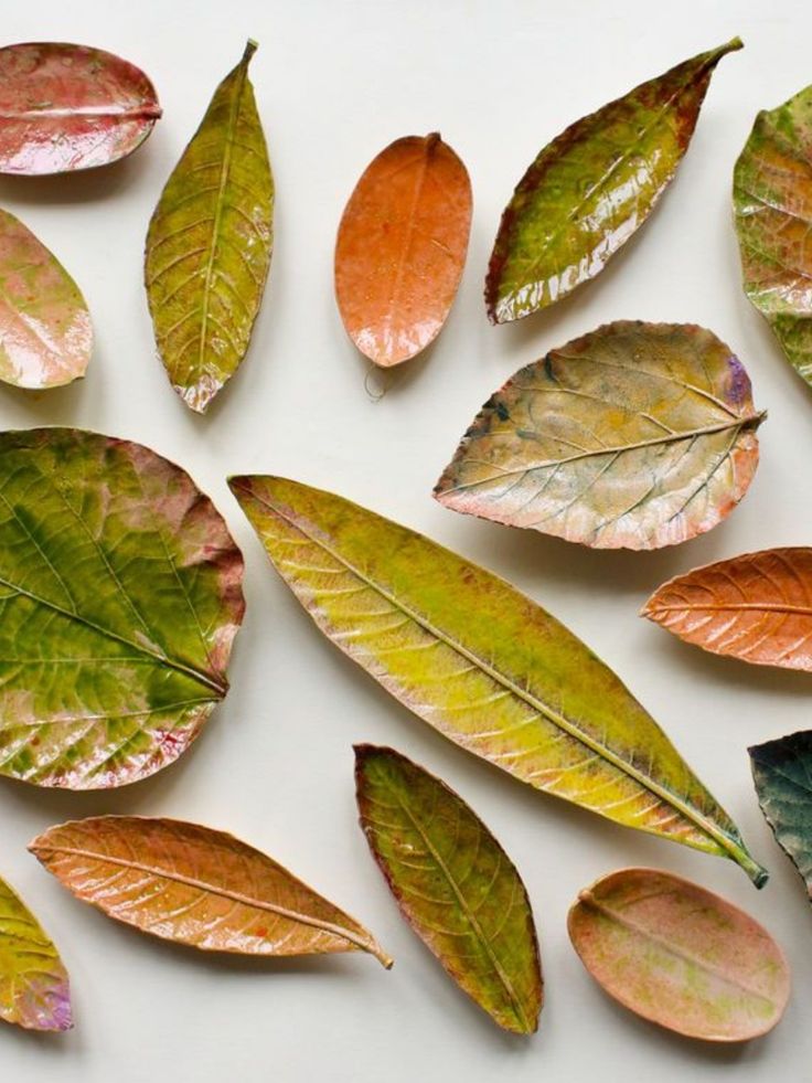 several different colored leaves on a white surface