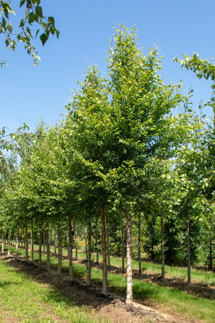 a row of trees in the middle of a field