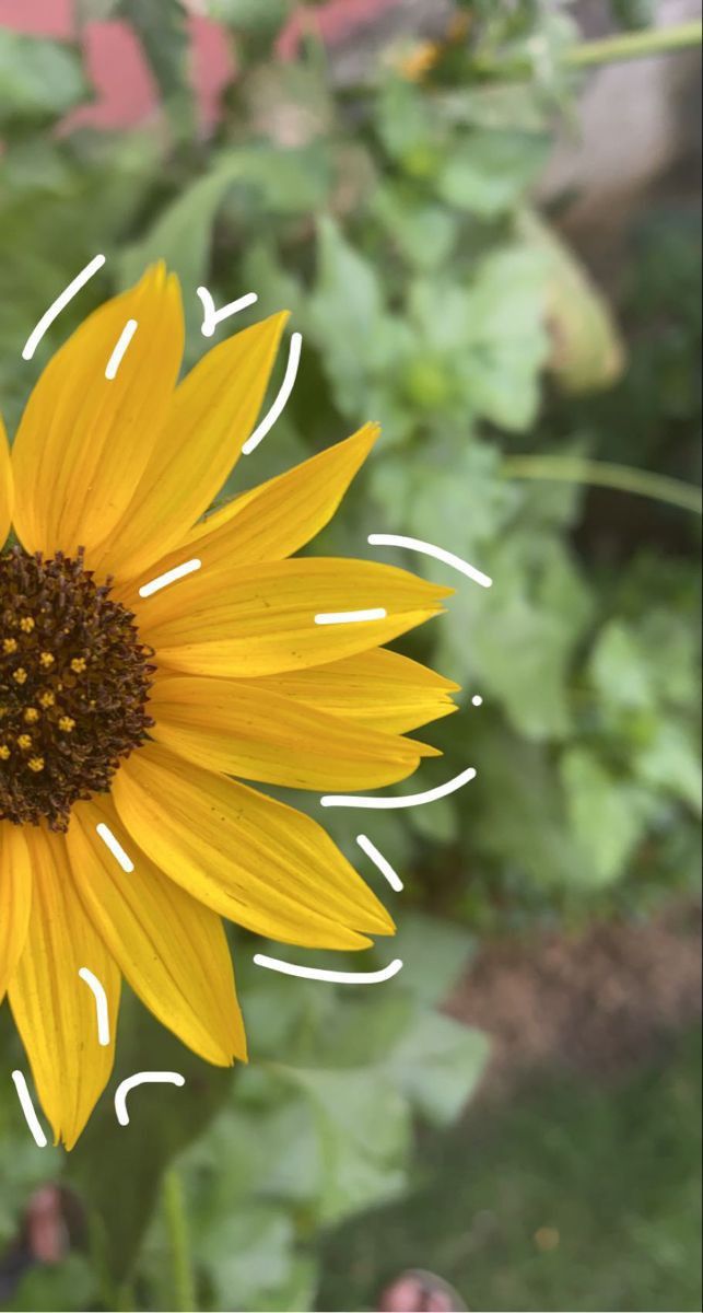 a yellow sunflower with green leaves in the background