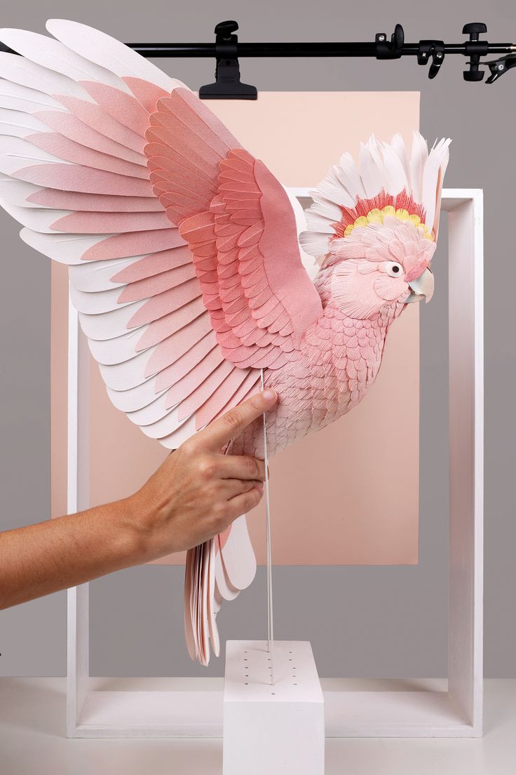 a pink bird with white wings is being held up